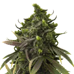 Black Jack Auto