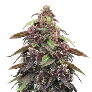 Blackberry Kush