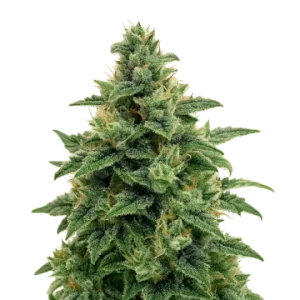 Blue Amnesia Auto