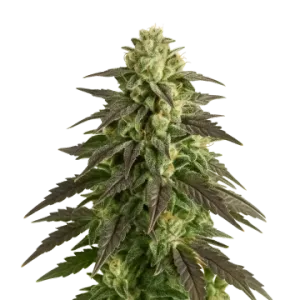 Blue Cheese Auto