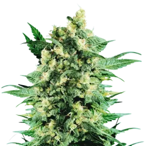Blue Cookies