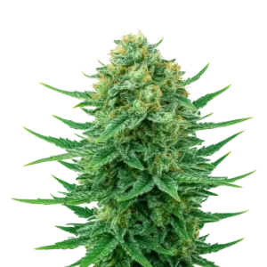 Blue Dream Auto