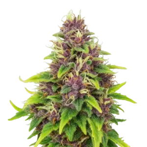 Blueberry Auto