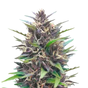 Blueberry CBD