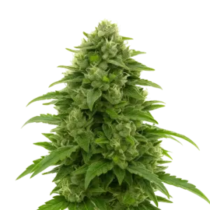 Bruce Banner Auto