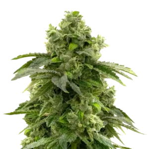 Bruce Banner Auto