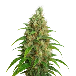 Bubblegum Auto