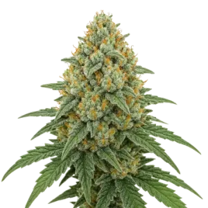 Bubblegum Sherbet Auto