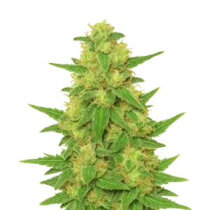 C. Banana Auto