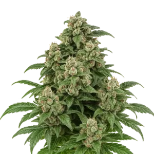 Cap Junky Auto