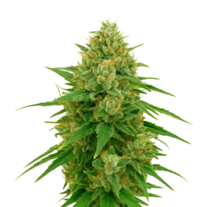 CBD Express Auto