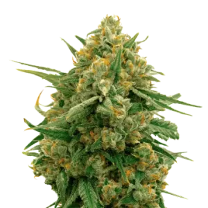 CBD Express Auto