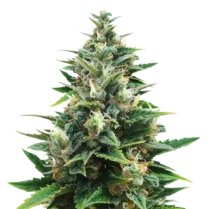 CBD Harle-Tsu