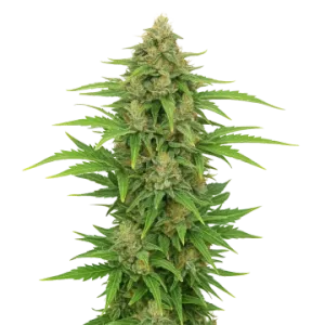 CBD Kush Auto