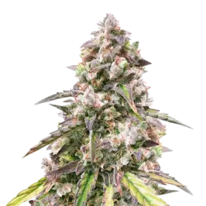 CBD Mango