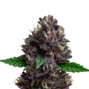 CBD Purple Kush Auto