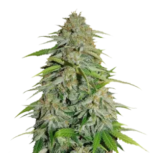 CBD Zenergy