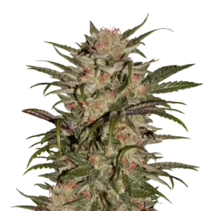 CBD Zkittlez