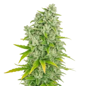 CBG Citrus Nectar Auto