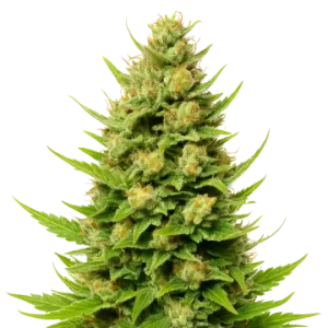 Cheese Auto