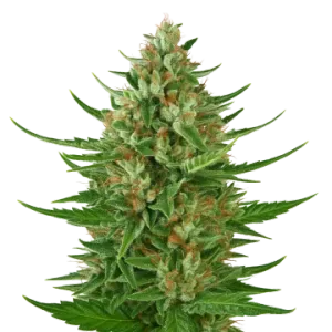 Cherry AK Auto
