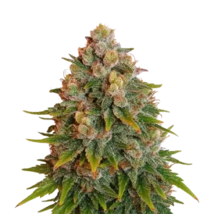Cherry Pie Auto