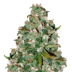 Chocolate Thai