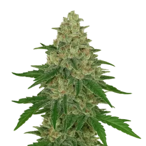 Chocolope Auto