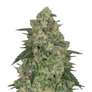 Chocolope