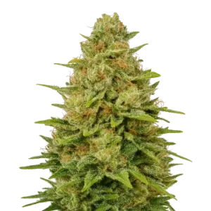 Colombian Gold Auto