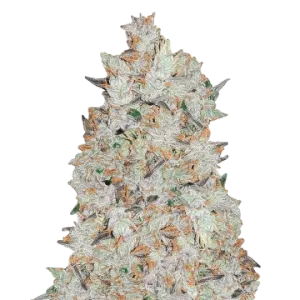 Cookies and Cream