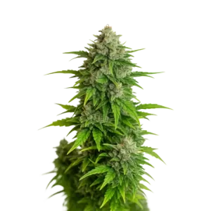 Critical Auto