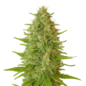 Critical Jack Auto