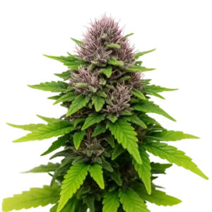 Critical Purple Auto
