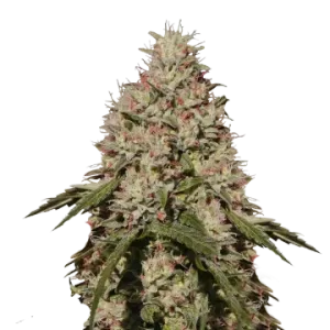 Death Star