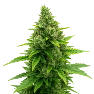 Diesel Auto