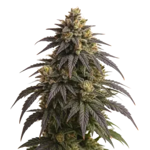 Do-si-Dos Auto