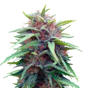 Durban Poison