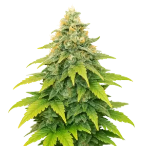 Fat Bastard Auto