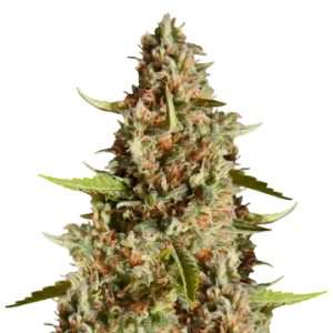 Fire OG