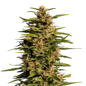 Fruity Pebbles