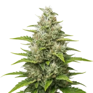 Future #1 Auto
