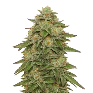 Gelato Auto