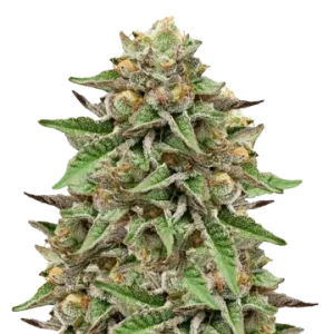 Gelato