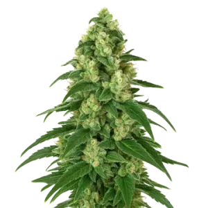 Girl Scout Cookies Auto