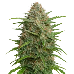 GMO Cookies Auto