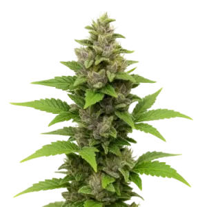 Godfather OG Auto