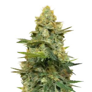 Gold Leaf