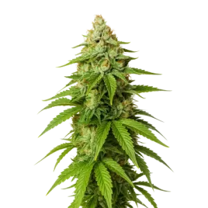 Gorilla Glue Auto