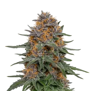 Granddaddy Purple Auto